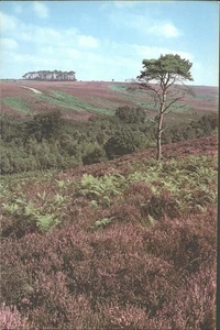 SUMMER HEATHLAND - Vintage POSTCARD - Picture 1 of 2