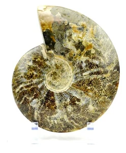 WHOLE Ammonite Great Suture Pattern 110myo Dinosaur 198mm Fossil 7.8" e2969uu - Picture 1 of 9