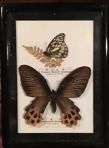 Two Vintage BUTTERFLIES-Atrophaneura Horishanus & Prioneris Thestylis Formosana - Picture 1 of 7