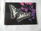 VINTAGE COLOUR POSTCARD," THE SWALLOWTAIL BUTTERFLY  ".P 