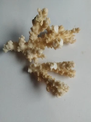 White Sea Coral Dried Genuine Vintage 2 Pieces 14cm X 8cm & 8cm X 6cm - Image 1 of 3
