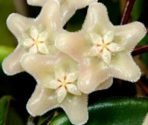 E1799 Rare Hoya Vangviengiensis Rooted ๐ - Picture 1 of 3