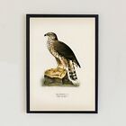 Vintage Hawk Bird Illustration Antique Lithograph Decor Retro 7x5 Wall Art Print