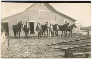 Mann mit Zugpferden & Scheune - Eastern Washington ? Bauernhof RPPC Anfang 1900 - Bild 1 von 2