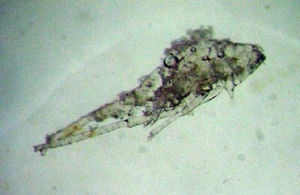 Fósil Mioceno SILICIFICADO en tobogán Barstow California adulto Leafhopper #2 - Imagen 1 de 5