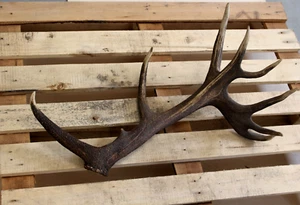 Corna di cervo capannone naturale unica per artigianato, decorazione casetta di caccia - Foto 1 di 12