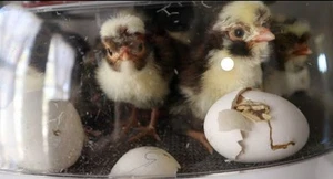 4+  Tolbunt Polish Hatching Eggs  - Picture 1 of 3