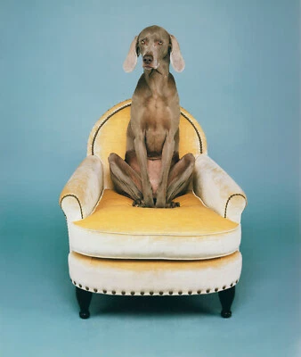 WILLIAM WEGMAN 'Yoga', 2018 SIGNED Limited Edition Color Dog Photograph 10" x 8" - Image 1 of 4