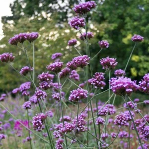 Verbenen bonatiensis Nr.9139 - Bild 1 von 2