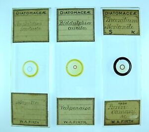 3 x Antique Microscope Slides by W.A.Firth. Diatoms.