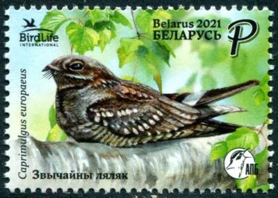 BELARUS 2021 BIRD OF THE YEAR EUROPEAN NIGHTJAR COMP. SET OF 1 STAMP IN MINT MNH - Image 1 of 3