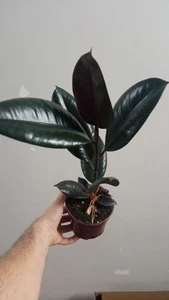 Ficus elastica Negro ABIDJAN planta de interior de unos 35 cm resistente - Foto 1 di 1