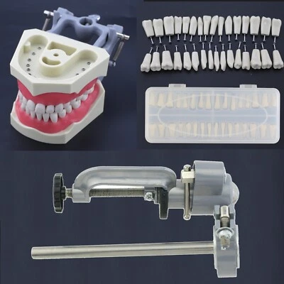 Columbia Dentoform 860 Dental Typodont Model 32pcs Removable Teeth Mounting Pole