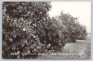 RPPC Grapefruit Orchard Near McAllen Texas Postcard - Picture 1 of 2