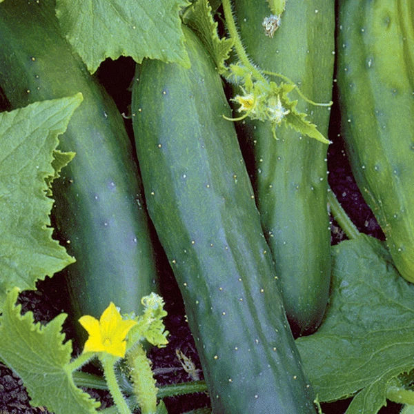 Cucumber Marketmore 76 Seeds Vegetable/Salad Seed - Image 1 of 1