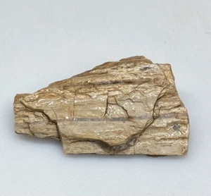 Arizona Petrified Wood Lapidary AZ Fossil Collection Display Jewelry Lot FF - Picture 1 of 6