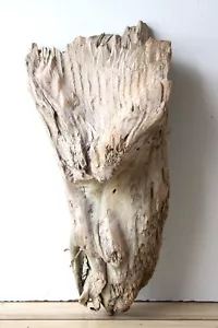 Treibholz Schwemmholz Driftwood 1 knorrige XL Skulptur Basteln Dekoration 53 cm - Bild 1 von 13