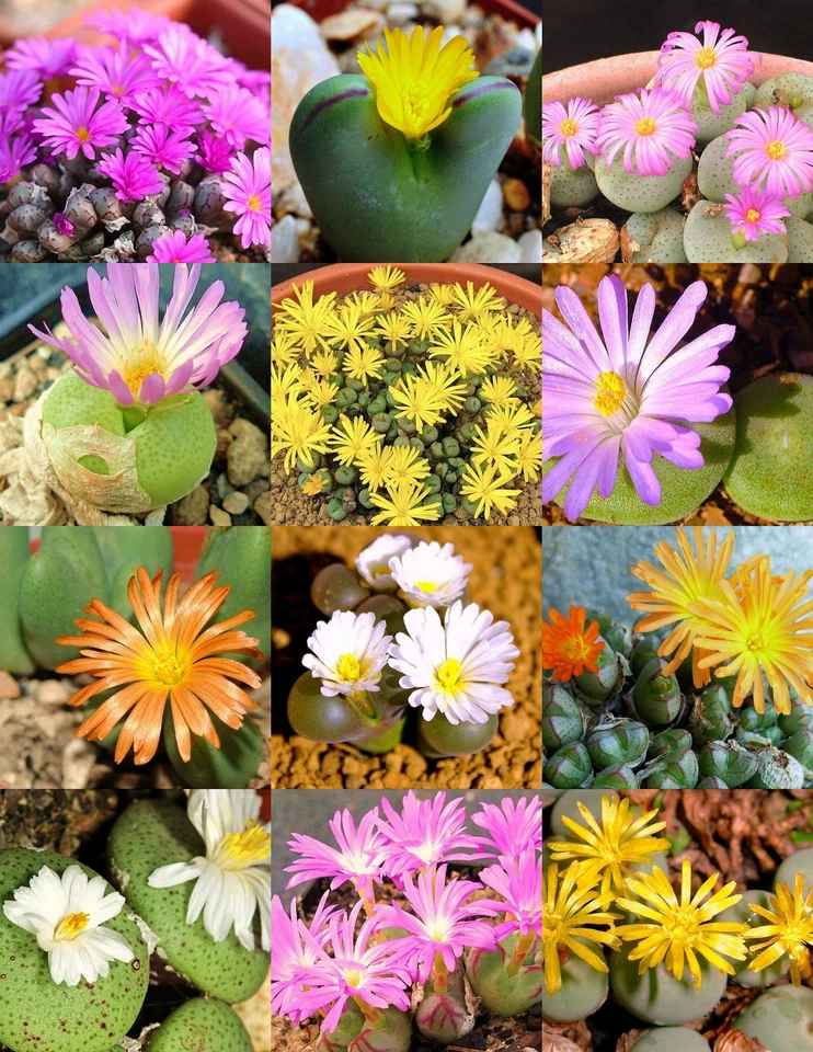 CONOPHYTUM  MIX, succulent cactus mixed living stones rocks plant seed -15 SEEDS - Imagem 1 de 1