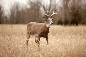Flambeau Outdoors 5965MS Buck - Masters Series Deer Decoy