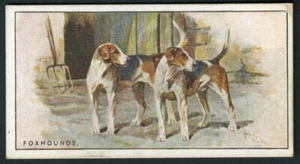 Foxhound Imperial Tobacco Company Kanada Hunde 2. Serie 1925 Zigarettenkarte #15 - Bild 1 von 2