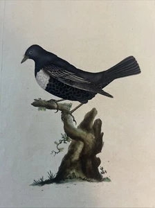 Ornitologia Acquaforte 1823 "[TURDUS TORQUATUS] “RING-OUZEL - Picture 1 of 7