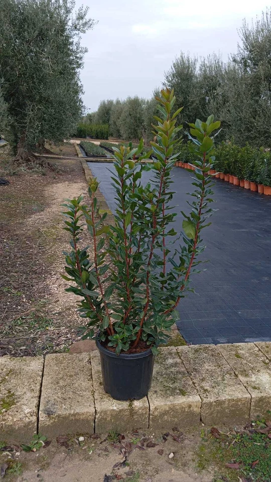 Corbezzolo Arbutus Unedo Corbezzolo circa 140 cm/P30 pianta giardino e terrazzo - Immagine 1 di 1