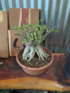 adenium arabicum desert rose plant 12 In Tall. Approximately 8 In Wide - Picture 1 of 3