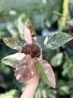 Philodendron rosa Prinzessin Galaxie abwechslungsreich