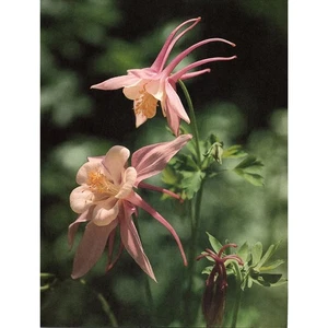 Arte de pared kitsch retro impresión artística Columbine Granny's Bonnet años 80 SE12 - Imagen 1 de 2