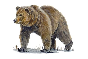 Calcomanía adhesiva de vinilo impresa de oso marrón - enfriador de vaso SUV RV para automóvil camión - Imagen 1 de 1