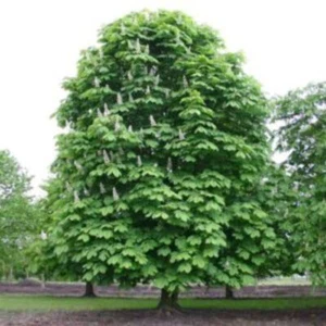Aesculus hippocastanum - ippocastano (Alveolo forestale) - 15-30cm - Foto 1 di 6