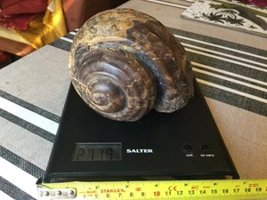 Gorgeous Giant Gastropod Fossil From Indonesia. Very Rare. In excess of 2kg - Picture 1 of 8