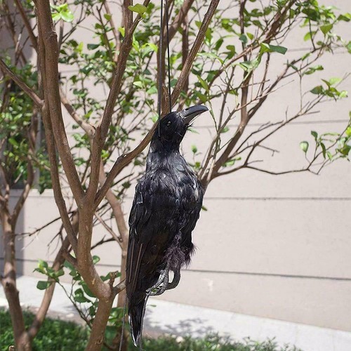 Realistic Hanging Dead Crow Decoy Lifesize Extra Large Crow Feathered