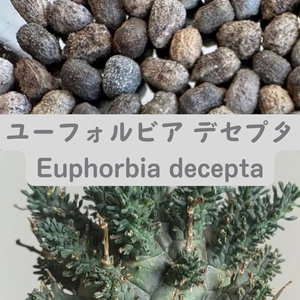 Euphorbia decepta seeds10/20/50pcs - Picture 1 of 1