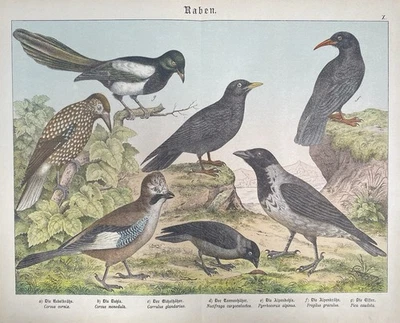 antike Grafik Fauna: Raben, Krähe, Elster  Original - Lithografie um 1880 - Bild 1 von 4