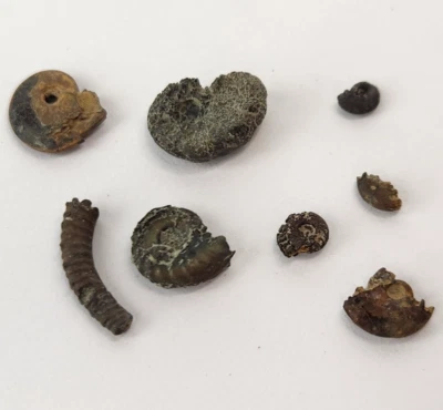 Fossil Invertebrate Shells (8) - Paw Paw Fm. - Unknown Locality  - Image 1 of 4