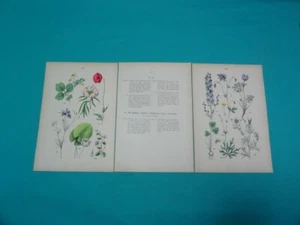 Original 1881 Pflanzen Atlas Floral Botanical Chromolithograph Plates 44 & 45 - Picture 1 of 14