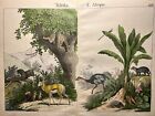 Litografia Afryka Antyk 1838 Ręcznie kolorowana Akwarela Zwierzęta Fauna Flora Natura