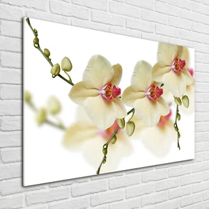 Glas-Bild Wandbilder Druck auf Glas 100x70 Deko Blumen & Pflanzen Orchidee - Bild 1 von 6