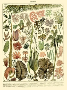 SEAWEED PLANTS BOTANICAL VINTAGE A2 POSTER PRINT - Picture 1 of 2