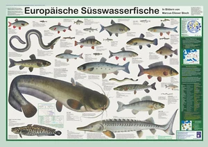 Bio-Poster "Europäische Süsswasserfische" - Bild 1 von 3