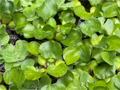 Water Hyacinth, Eleocharis Crassipes, Live Aquarium /Floating/Aquatic/Pond Plant - Image 1 of 4