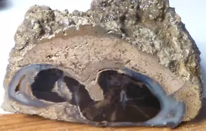 4 1/2 Zoll Blauwald versteinertes Holz Eozän Zeitalter Eden Valley Wyoming 540 Gramm - Bild 1 von 7