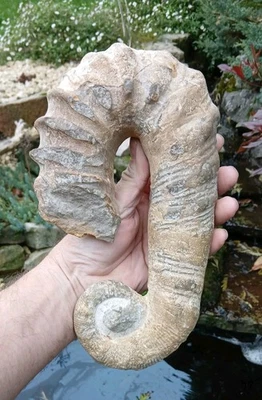 Fossil Ancyloceras Ammonit Marokko 260 mm (Heteromorph) Kreidezeit ungerollt  - Bild 1 von 4
