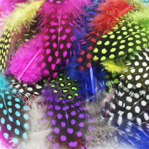  MIXED Colours colours Fluffy Guinea Fowl FEATHERS  25 x  2" - 4" 1st class post