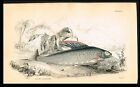 Back's Grayling Freshwater Fish, Hand-Colored Antique Print - Jardine 1840