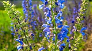 WIESENSALBEI - Salvia pratensis - 10+ Samen - Gewürzpflanze F 264 - Bild 1 von 1