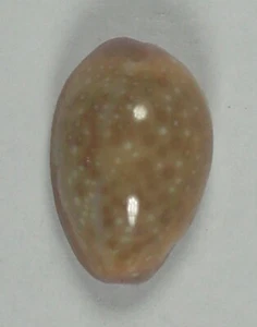 CYPRAEA PORARIA 18.06mm SUPER CHOICE SPECIMEN Guam - Picture 1 of 4