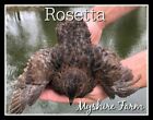110+ Rosetta Corurnix Hatching Eggs By Myshire Farm! Will Include TUXEDO VARIETY