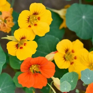 1/4 Lb Mixed Nasturtium Wildflower Seeds - Everwilde Farms Mylar Seed Packet - Picture 1 of 2